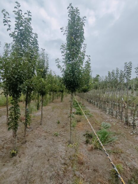 Pyrus calleryana ‘Chanticleer’